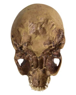 Antiker Totenkopf Ohne Unterkiefer 19cm -Schattenfest Verkäufe antiker totenkopf ohne unterkiefer antiker totenschaedel ohne unterkiefer gothic deko 53262 04