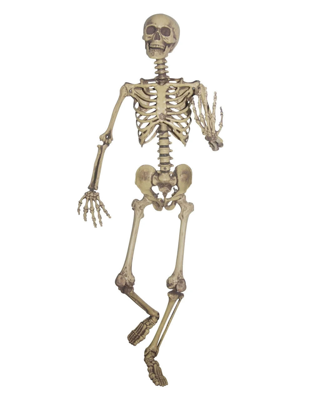 Biegsames Skelett Lebensgroß 1 Biegsames Skelett Lebensgroß