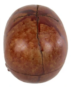 Blutiger Totenkopf Mit Beweglichem Kiefer -Schattenfest Verkäufe blutiger totenkopf mit beweglichem kiefer halloween skelett dekoration totenschaedel blutig 28818 3