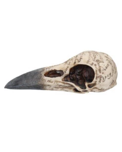 Edgar's Raben Skelettschädel 6 Edgar's Raben Skelettschädel -Schattenfest Verkäufe edgars raben skelettschaedel edgars raben totenschaedel edgars raven skull 39198 03