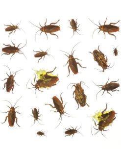 Kakerlaken Aufkleber 20 Stück