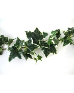 Mehrfarbige Efeugirlande 180cm 5 Mehrfarbige Efeugirlande 180cm -Schattenfest Verkäufe mehrfarbige efeugirlande halloween efuegirlande variegarted ivy garland halloween deko 53712 03