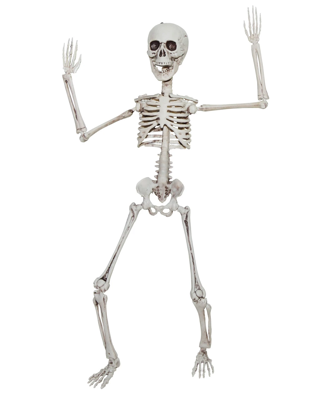 Positionierbares Knochenskelett 50cm 1 Positionierbares Knochenskelett 50cm