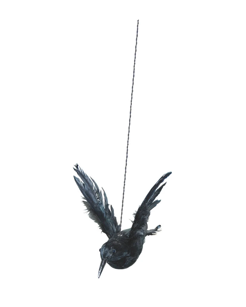 Rabe Mit Aufgestellten Flügeln 1 Rabe Mit Aufgestellten Flügeln