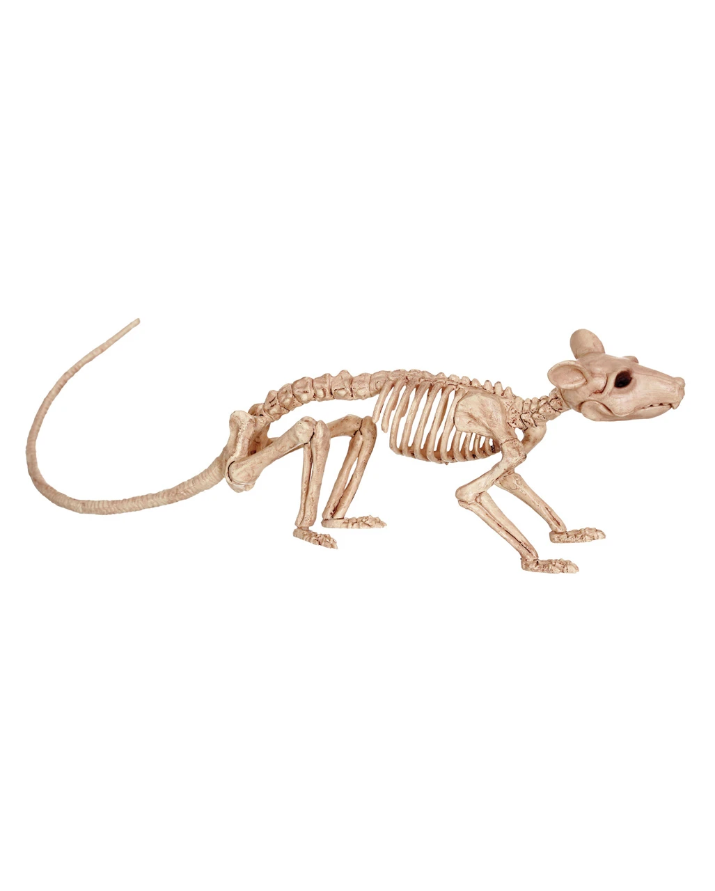 Ratten Skelett 1 Ratten Skelett