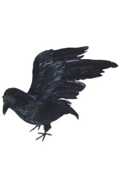 Rabe Mit Gespreizten Flügeln