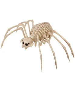 Skelett Tarantel Spinne 20x35cm