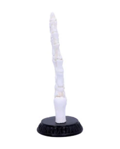 Skeletthand Mit Wahrsage Symbolen -Schattenfest Verkäufe skeletthand mit wahrsage symbolen skeleton hand w fortune telling symbols 50338 04