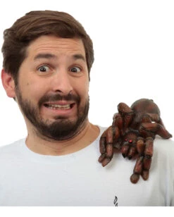 Tarantula Als Schulter-Clip