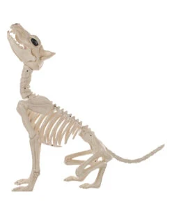 Werwolf Skelett 70cm 5 Werwolf Skelett 70cm -Schattenfest Verkäufe werwolf skelett werwolf skeleton halloween skelett halloween deko 52649 03
